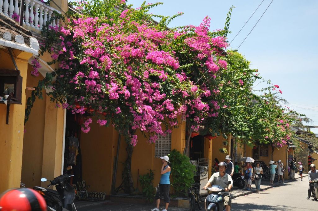 <i><b>Hoi An-101</b></i>